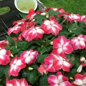 Meet your Posher, Phyllis